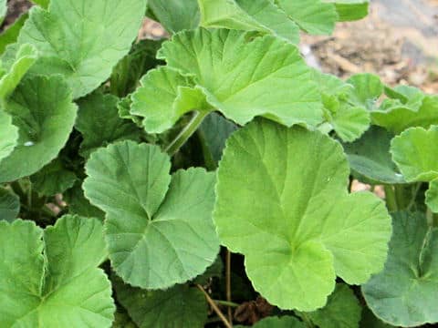 Geranium rotundifolium