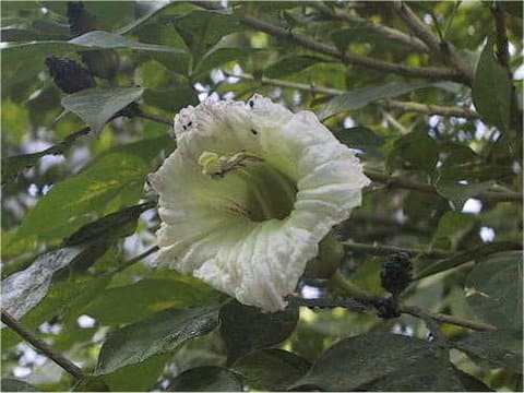 Parmentiera cereifera