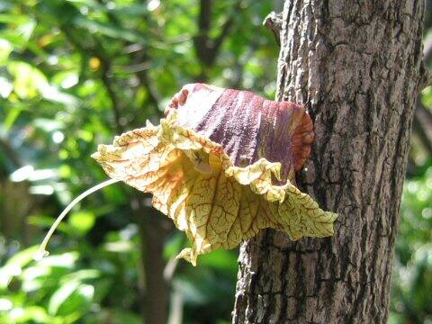Parmentiera cereifera
