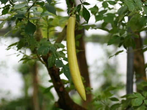 Parmentiera cereifera