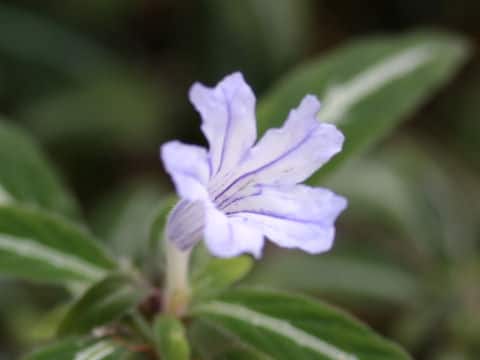 Ruellia devosiana