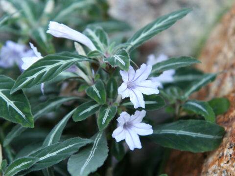 Ruellia devosiana