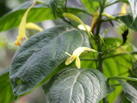Ruellia macrophylla var. lutea