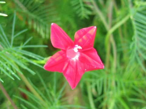 Quamoclit pennata