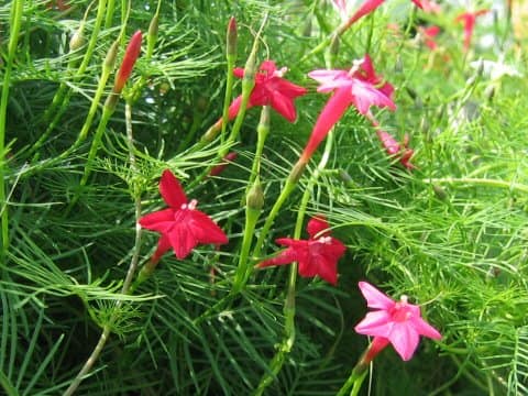 Quamoclit pennata