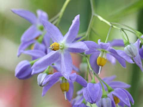 Solanum seaforthianum