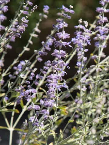 Perovskia atriplicifolia