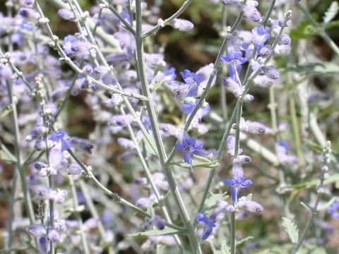 Perovskia atriplicifolia