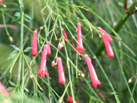 Russelia equisetiformis