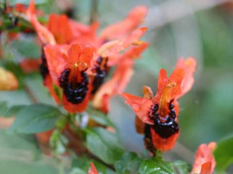 Ruttya fruticosa