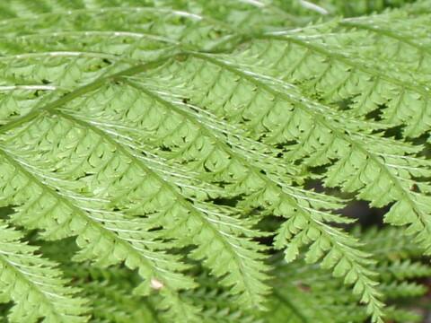 Arachnioides standishii