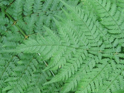 Arachnioides standishii