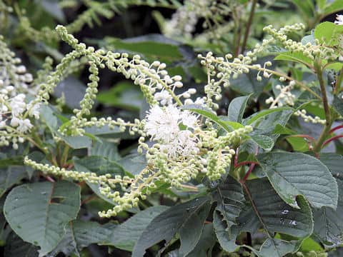 Clethra barbinervis