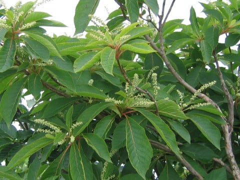 Clethra barbinervis