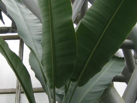 Musa liukiuensis