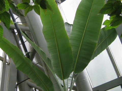 Musa liukiuensis