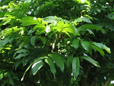Dimocarpus longan