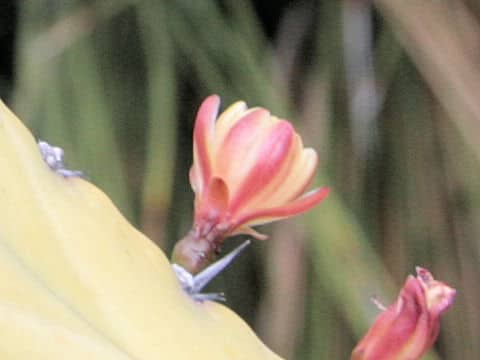 Myrtillocactus geometrizans