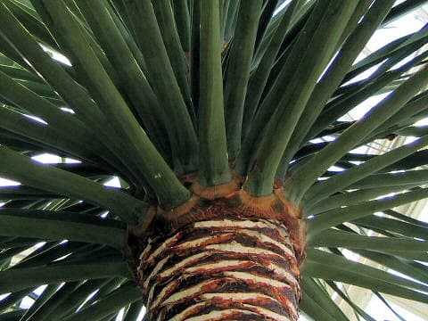 Dracaena draco