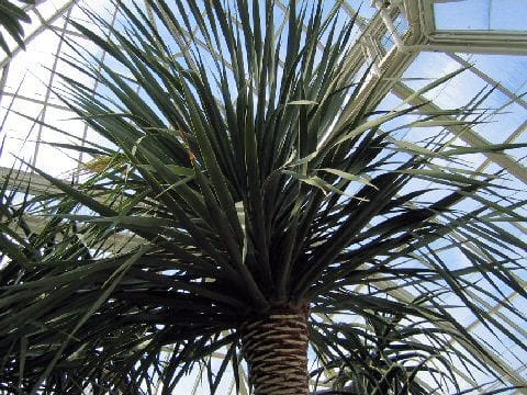 Dracaena draco
