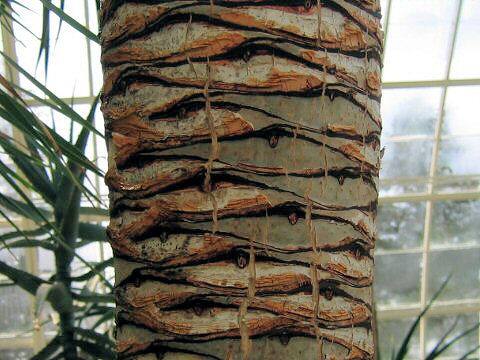 Dracaena draco
