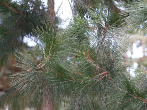 Pinus luchuensis