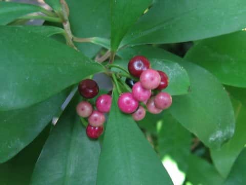 Ardisia elliptica