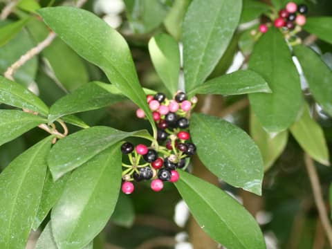 Ardisia elliptica