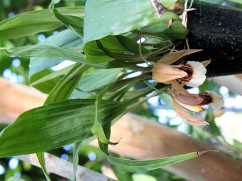 Coelogyne speciosa