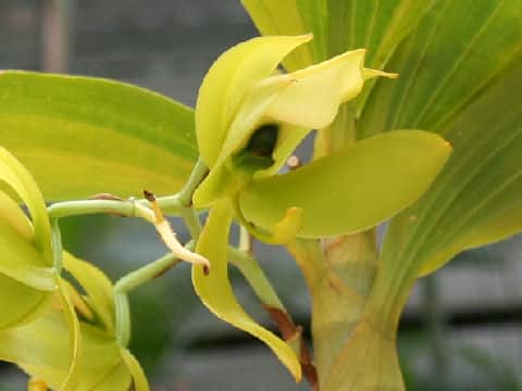 Cycnoches chlorochilon