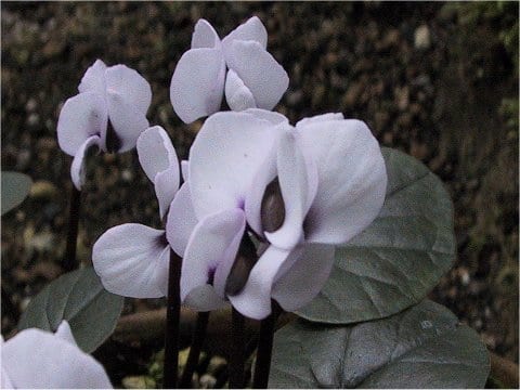 Cyclamen coum