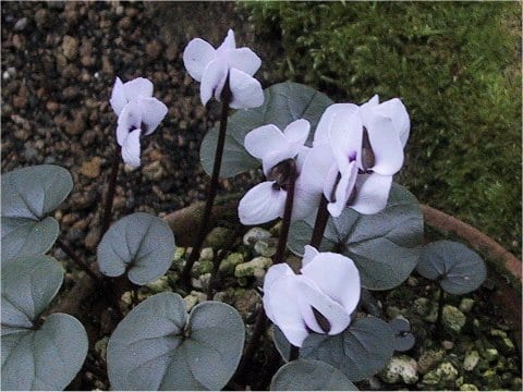 Cyclamen coum