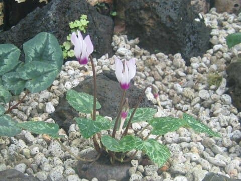 Cyclamen persicum