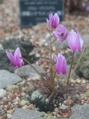 Cyclamen pseudibericum