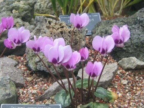 Cyclamen pseudibericum