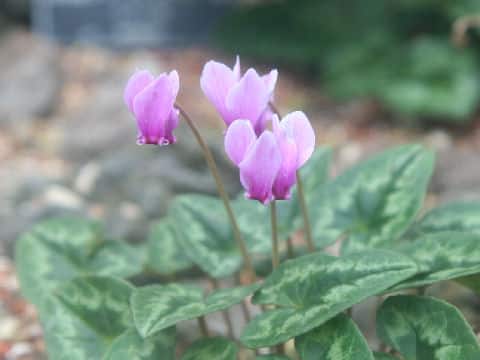 Cyclamen pseudibericum