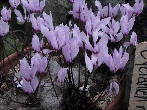 Cyclamen rohlfsianum