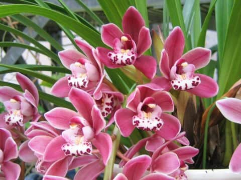 Cymbidium Sara Jean 'Ice Cascade'