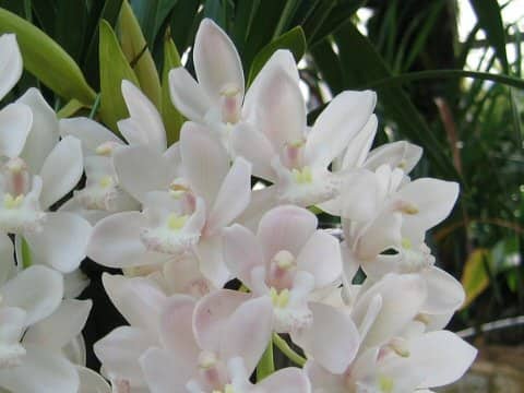 Cymbidium Ruby Sarah 'Gem Stone'