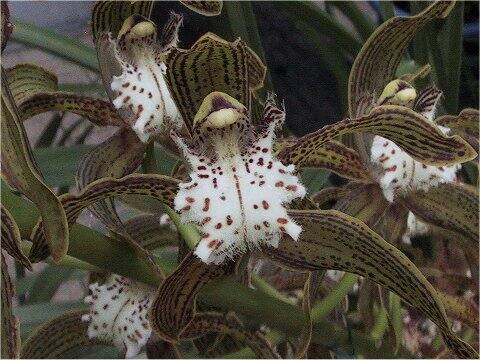 Cymbidium tracyanum