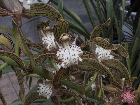 Cymbidium tracyanum