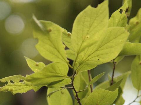 Celtis tenuifolia