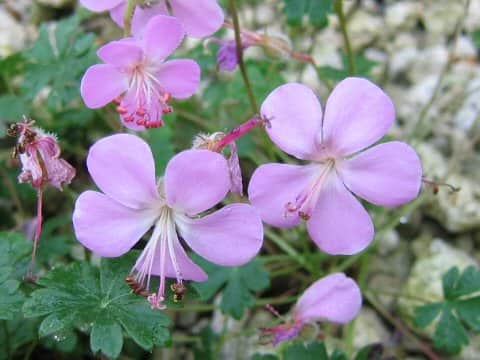 Geranium dalmaticum