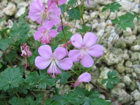 Geranium dalmaticum