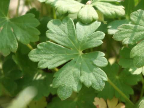 Geranium dalmaticum