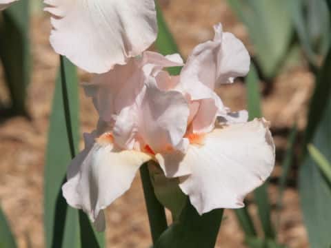 Iris cv.
