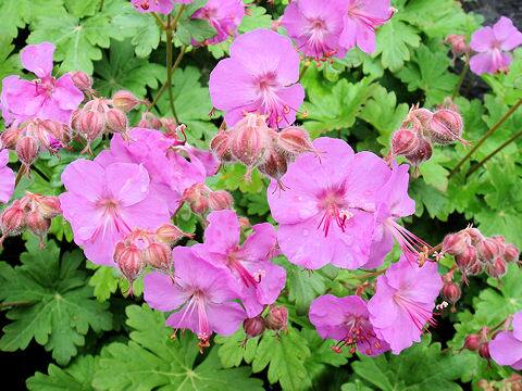 Geranium macrorrhizum