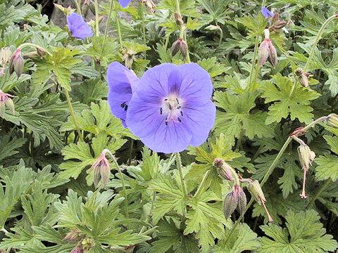 Geranium pratense