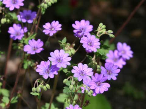 Geranium pyrenaicum