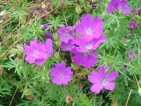 Geranium sanguineum